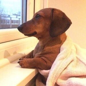 Meet your Posher, Avril